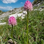 Widder's Vanilla orchid (Nigritella widderi syn Gymnadenia widderi) 