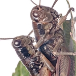 Brown Mountain Grasshoppers (Podisma pedestris)