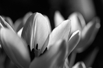 Flowers Set 13 - 12