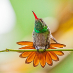 Rufous tailed hummingbird, Costa Rica