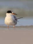 Forster's Tern close front view, Fort De Soto, Florida