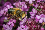 Megachile willughbiella (m)