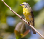 Yellow Fronted Canary