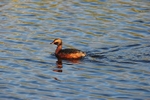 Slavonian Grebe
