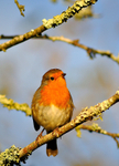 8 Robin on a Lichen branch