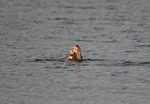Otter