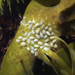 Blue-Rayed Limpets