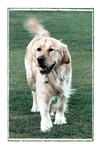 Brandy 1