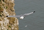 Kittiwake