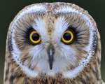 Close-up of Short-eared Owl