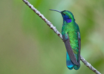 IMG_4320 Green Violetear Hummingbird, Costa Rica
