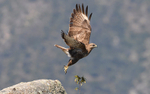 Common Buzzard