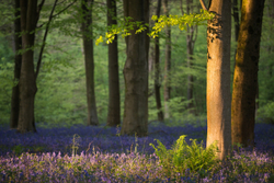 Low light in Bluebell woods