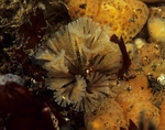 Bugula flabellata