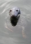 MMP006: Grey Seal