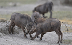 Warthogs