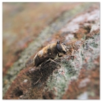 Macro Bee