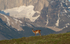 Guanaco