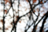 autumn branches
