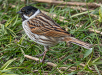 Common Male Reed Bunting