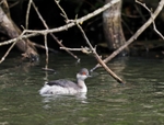 Black-necked Grebe