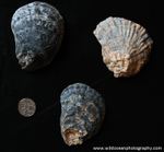 IDA006: Native oyster shells
