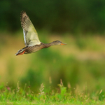 Mallard takes off at Rothiemurchus