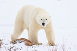 Male Polar Bear passes rock, Churchill, Canada