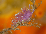 Edmundsella pedata