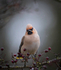 WAXWING HALKYN 2