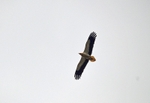 Egyptian Vulture
