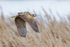 Bittern (Botaurus stellaris)