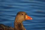 Greylag Goose