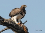 Marshall Eagle with prey