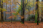 Misty Autumn Woodland No.2