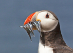 Puffin - Fratercula arctica