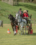 Attelage -698