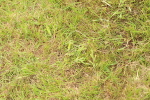 SBM_10423