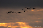 Brent Geese at sunset - Strangford Lough