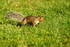 Grey Squirrel - Hickling Broads