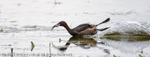 Little Grebe (Tachybaptus ruficollis) portfolio