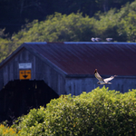 The Covered Bridges of New Brunswick Canada
