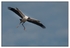 Birds - Color - 02