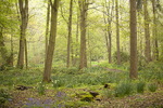 MOORLANDS WOOD YORK