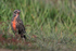 Long-tailed Meadowlark, front view, Carcass Island, Falklands