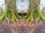12th February Roots