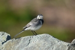 Pied Wagtail