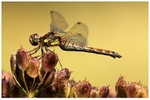 Common Darter on Umbrelliform