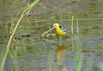 Citrine Wagtail