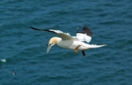 Gannet